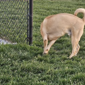 Prairie Dogs Dog Park photo 1